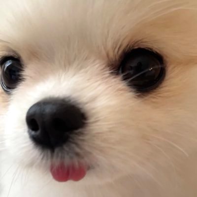 coton_ia's profile picture