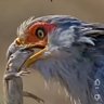 بن العربي profil fotoğrafı