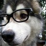 殘飛's profile picture