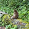 ほだか(来世は国有林の猿になりたい) profil fotoğrafı