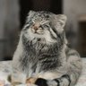 Mrdaxao profil fotoğrafı
