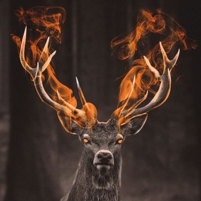 deerlover318's profile picture