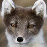 Profilbild von Mar Winterfox