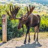Фото профиля moose