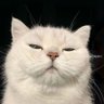 Saint tona๐พ's profile picture