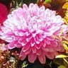 Фото профиля がじゅまろう