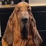 Reaksiyoner37's profile picture