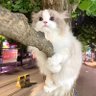 Măng Hồ profil fotoğrafı