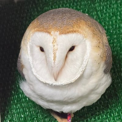 銀紙🦉's profile picture