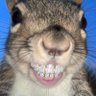 Douzou's profile picture