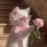 meli4ualone🌺 profil fotoğrafı