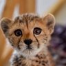 Gordafarid's profile picture