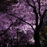 Honne de iiyone🇯🇵 profil fotoğrafı