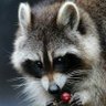 Pas 🦝's profile picture