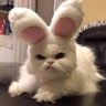 rawan 的头像