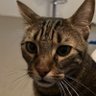 Le Chat 的头像