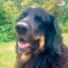 ani-m's profile picture