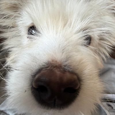 ricecakesiru's profile picture