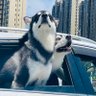 随便看看 的头像