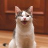 Hash's profile picture