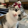 Penikmat_ senja🐈🐱🍉🌇 profil fotoğrafı