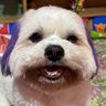 skye, cpa's profile picture