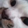 ||Kenji profil fotoğrafı