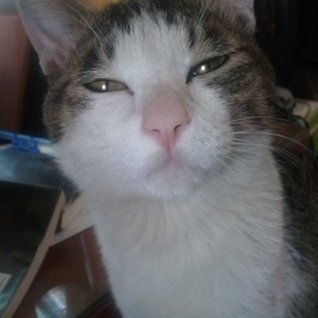 ttjattja's profile picture