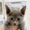うちにねこがきた!ロシアンブルーのあおくん's profile picture