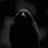 NightCaw's profile picture