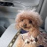 さくらさく's profile picture