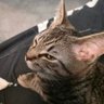 Фото профиля Meowphistopheles