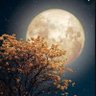 Profilbild von هِـنّد ...