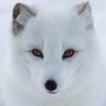 Фото профиля LunarKitsune