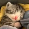 やまだしげきかにゃん🐱's profile picture