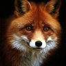 Profilbild von Foxsong01