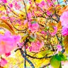 Фото профиля 💗けん爺🌳