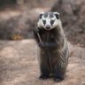 Profilbild von Badger