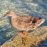 Sam 🦆 的头像