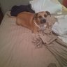 Фото профиля DogLoverWarHater