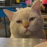 Maru's profile picture