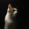 Profilbild von にゃう