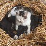 旬猫's profile picture