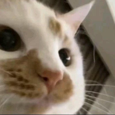 格格巫's profile picture