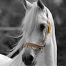 𝒜𝒽𝓁𝒶𝓂 𝒜𝓁 𝐵𝒶𝓏𝒶𝒾𝒶𝒽 profil fotoğrafı