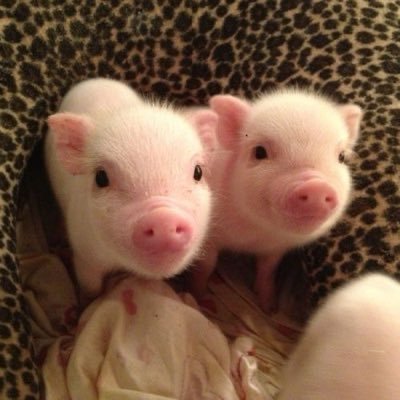 ibmutteolcheon's profile picture