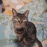 Profilbild von 猫ズキさん