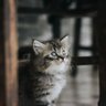 ばしみん 的头像