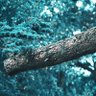 Kholah profil fotoğrafı
