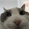 Bingbong 🇦🇺🦘's profile picture